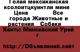 Голая мексиканская ксолоитцкуинтли мини › Цена ­ 20 000 - Все города Животные и растения » Собаки   . Ханты-Мансийский,Урай г.